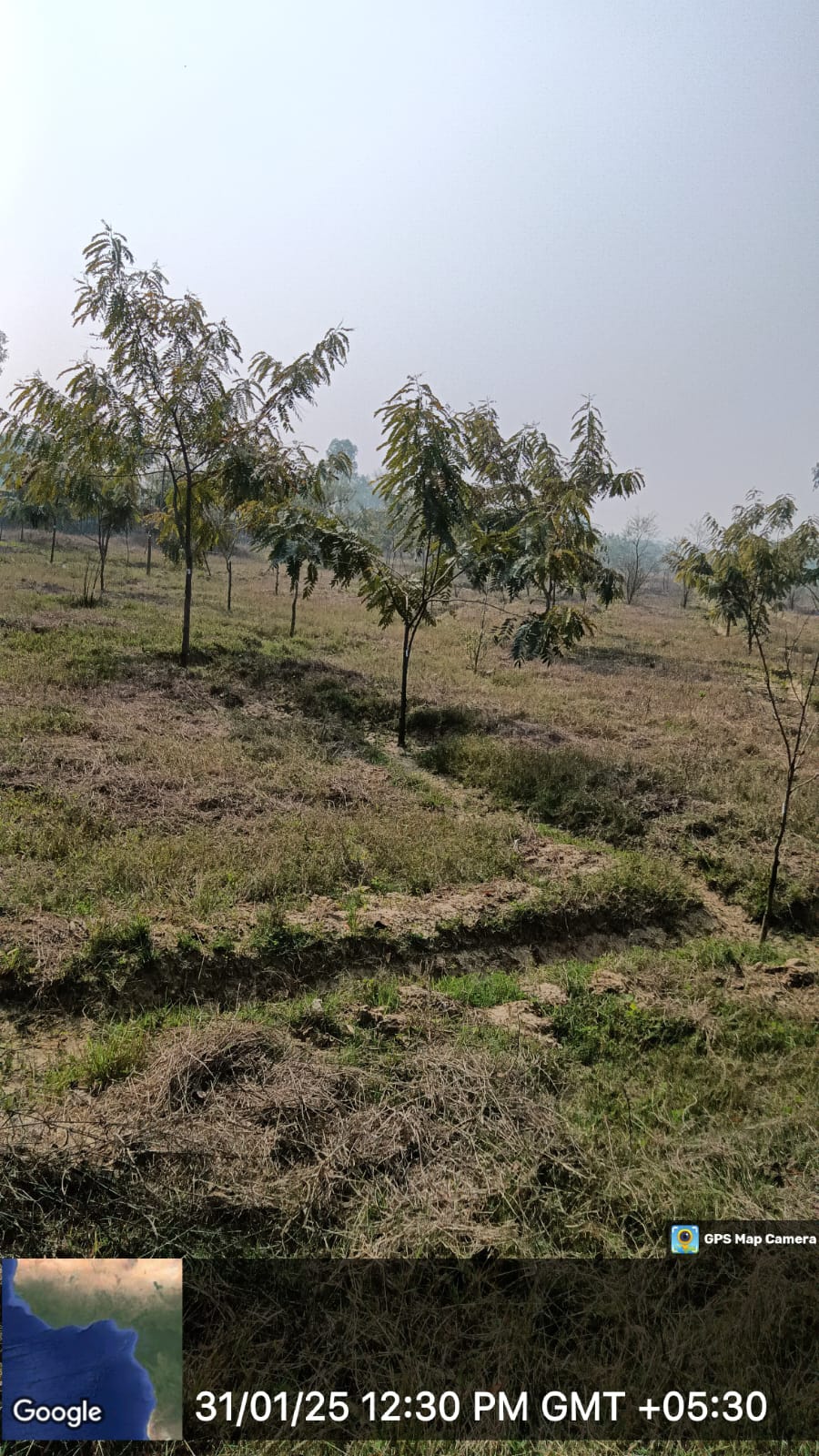 Compensatory Afforestation